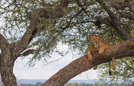 Mejor seguro de viaje Tanzania